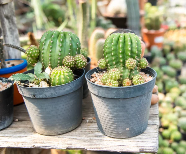 Cactus  farm in greenhouse. — Stock Photo, Image