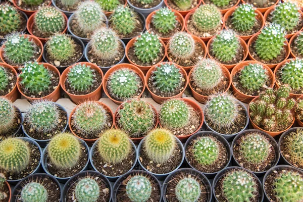 Cactus  farm in greenhouse. — Stock Photo, Image