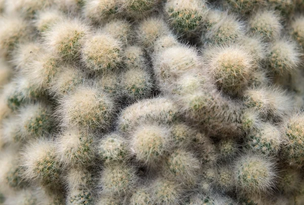 Cactus  farm in greenhouse. — Stock Photo, Image