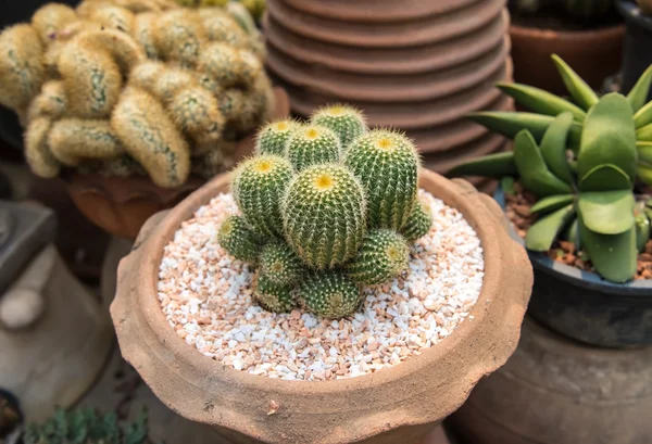 Cactus  farm in greenhouse. — Stock Photo, Image