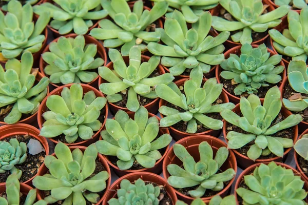 Cactus  farm in greenhouse. — Stock Photo, Image