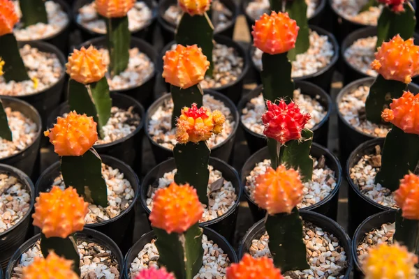 Cactus  farm in greenhouse. — Stock Photo, Image