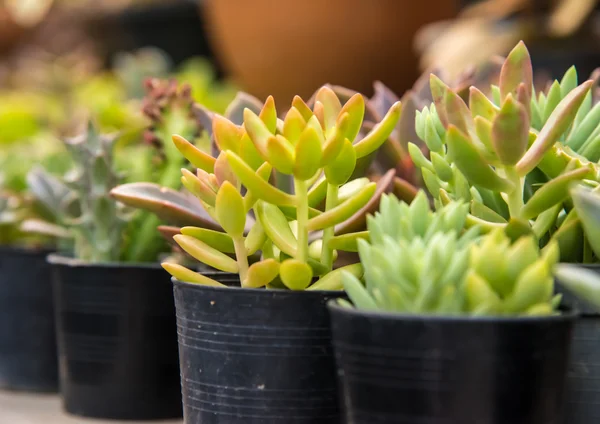 Flower  pot in greenhouse. — Stock Photo, Image