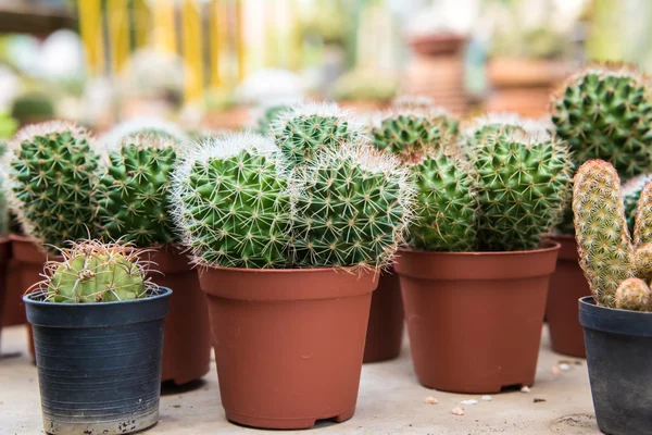 Cactus  farm in greenhouse. — Stock Photo, Image