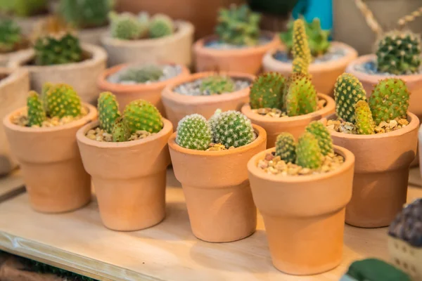 Fattoria di cactus in serra . — Foto Stock