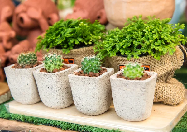 Cactus  farm in greenhouse. — Stock Photo, Image