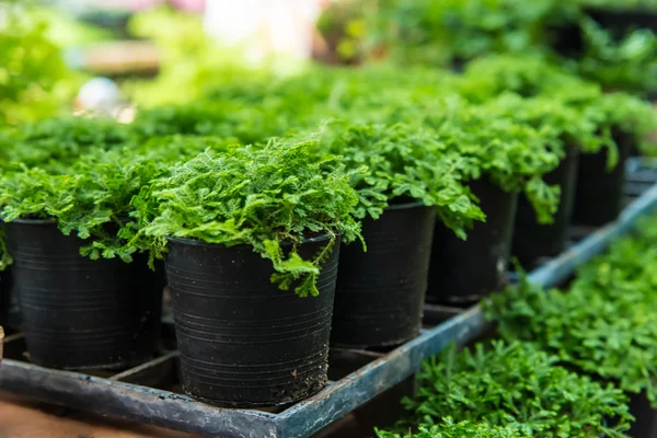 Flower  pot  in greenhouse. — Stock Photo, Image