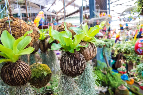 Flower  pot in greenhouse. — Stock Photo, Image