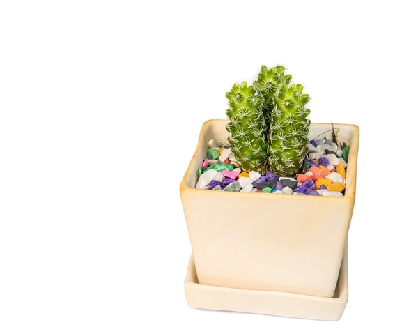 Cactus on white. — Stock Photo, Image