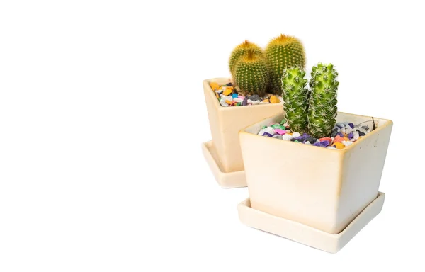 Cactus on white. — Stock Photo, Image