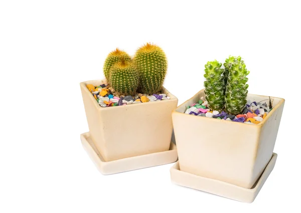 Kaktus på vit. — Stockfoto