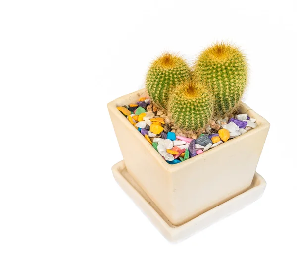 Cactus on white. — Stock Photo, Image