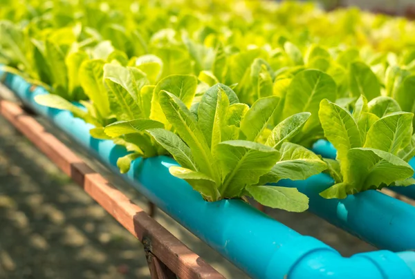 The organic vegetable farm. — Stock Photo, Image