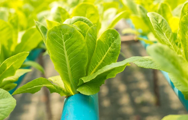 The organic vegetable farm. — Stock Photo, Image