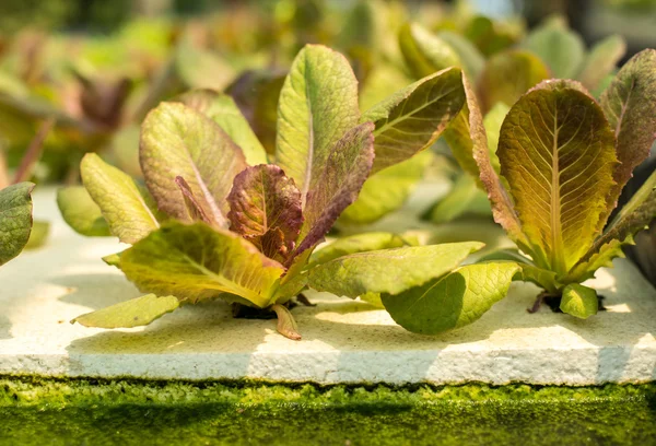 Biofarma zeleniny. — Stock fotografie