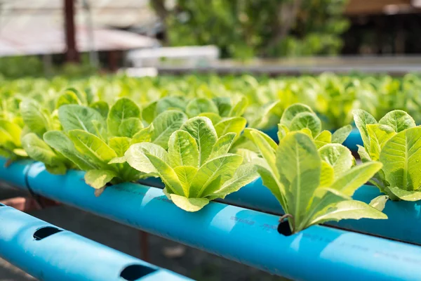 有機野菜の農場. — ストック写真