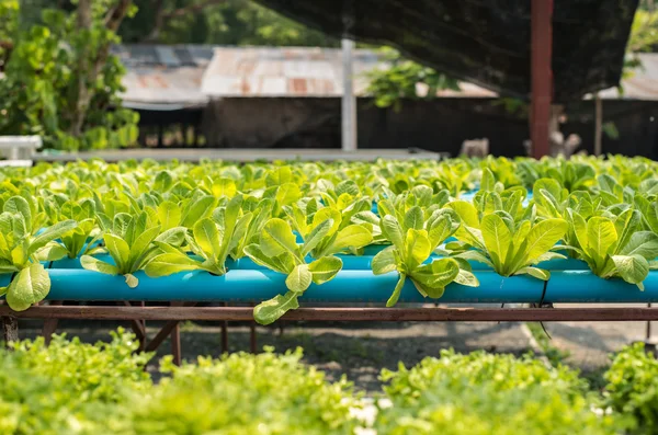 Organic vegetable farm. — Stock Photo, Image