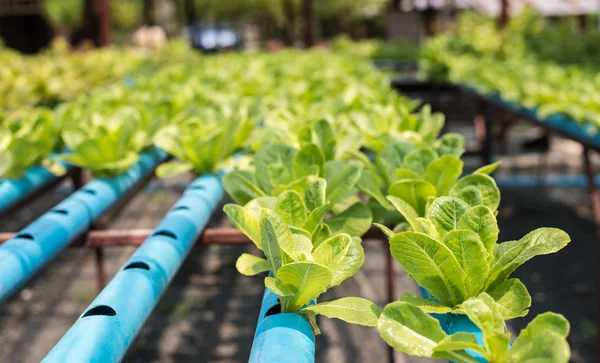 Exploração de produtos hortícolas biológicos . Imagens De Bancos De Imagens Sem Royalties