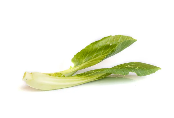 Fresh Chinese Cabbage . — Stock Photo, Image