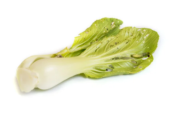 Fresh Chinese Cabbage . — Stock Photo, Image