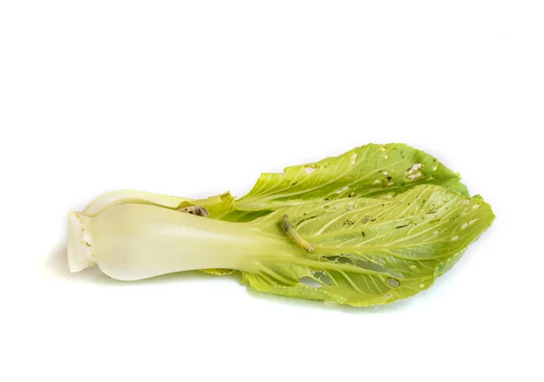 Fresh Chinese Cabbage . — Stock Photo, Image