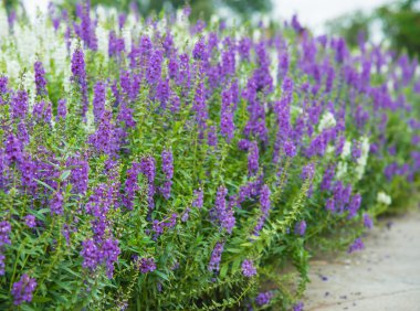 Closeup mor çiçekler.