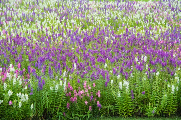 Närbild lila blommor. — Stockfoto