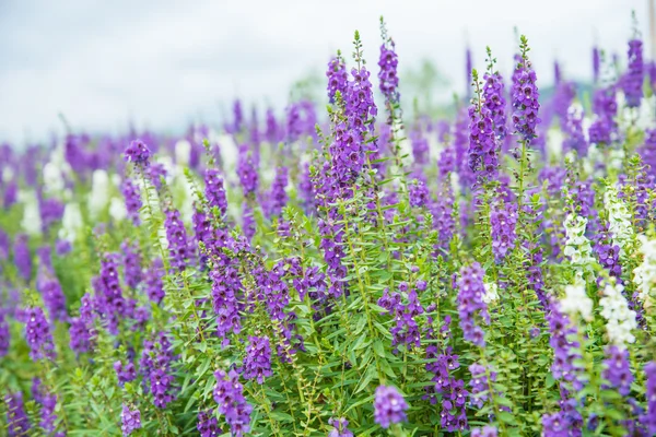 Närbild lila blommor. — Stockfoto