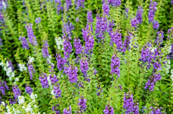 Närbild lila blommor. — Stockfoto