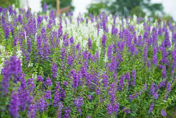 Närbild lila blommor. — Stockfoto