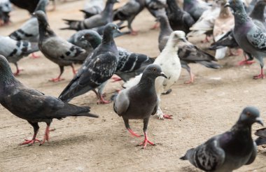 Parktaki güvercinler.