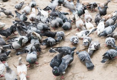 Parktaki güvercinler.