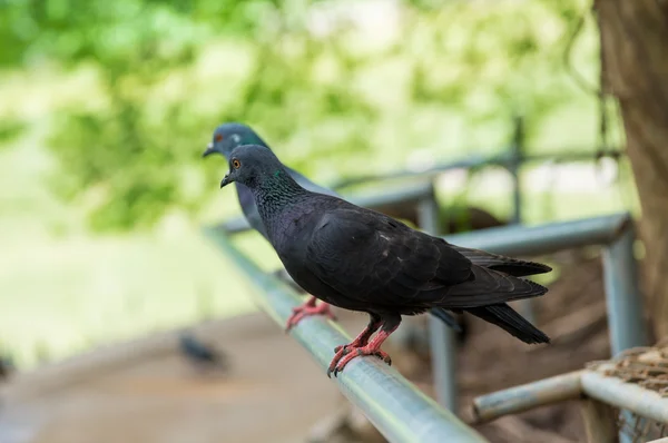 Taube sitzt auf einem Zaun. — Stockfoto