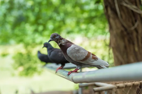 Taube sitzt auf einem Zaun. — Stockfoto