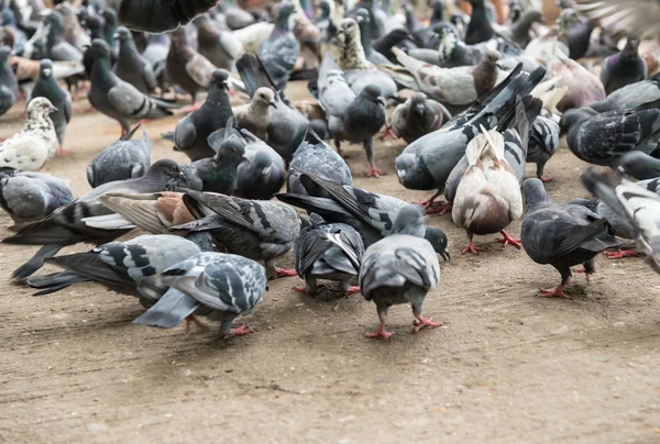 Duiven in het park. — Stockfoto