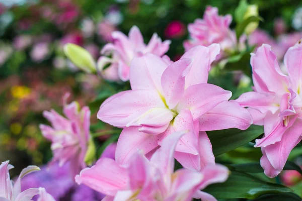 Schöne Blumen im Garten. — Stockfoto