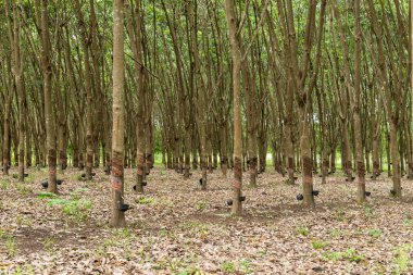 kauçuk ağacı ekimi.