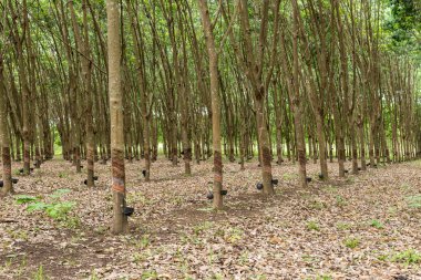 kauçuk ağacı ekimi.