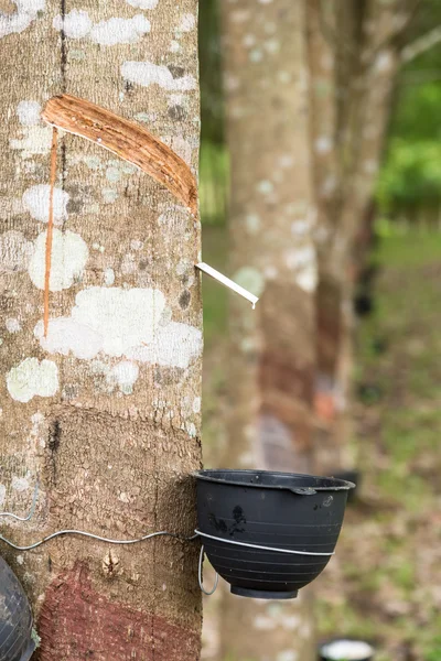 Rubber tree plantation. — Stock Photo, Image