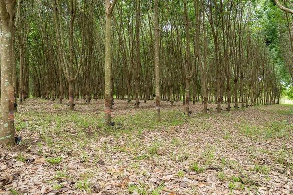 Плантация каучуковых деревьев . — стоковое фото