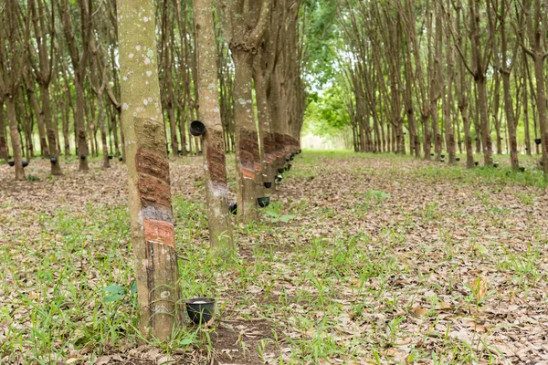 Plantation d'arbres en caoutchouc . — Photo