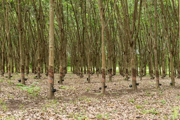 Plantación de árboles de caucho . — Foto de Stock