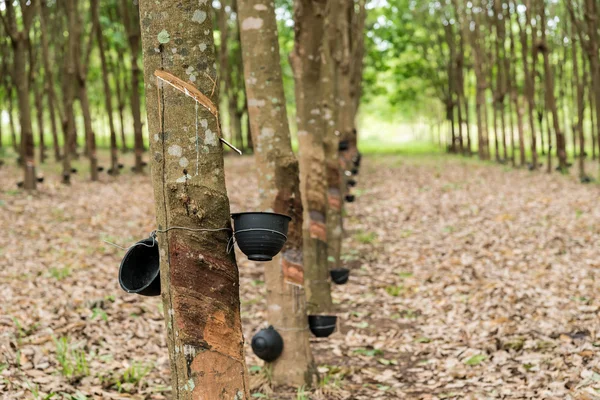 Plantación de árboles de caucho . — Foto de Stock