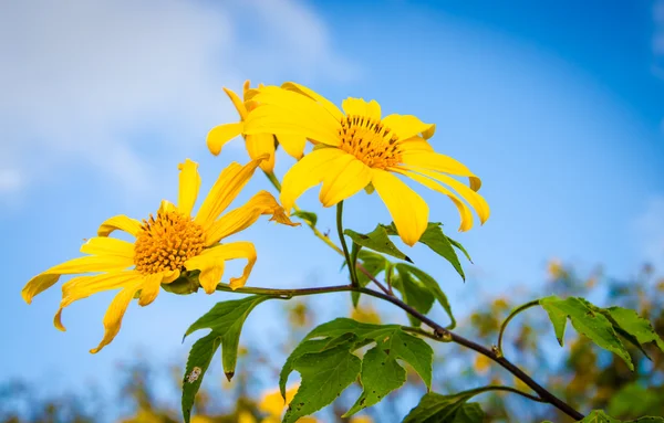 Flor amarilla . — Foto de Stock