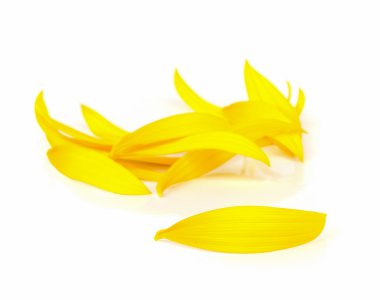 Güneş Çiçek yaprağı.