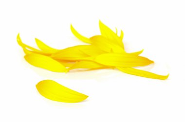 Güneş Çiçek yaprağı.