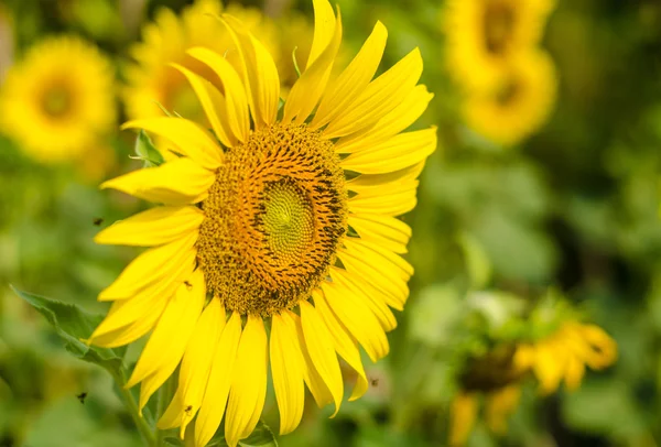 Flor solar . — Fotografia de Stock