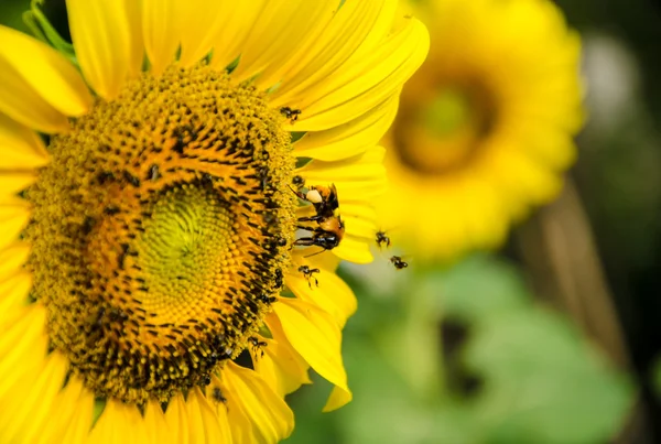 Pszczoła w sun flower — Zdjęcie stockowe