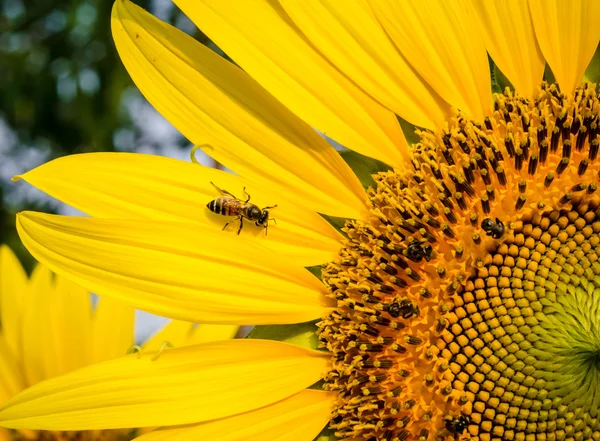 Bee in  sun flower .