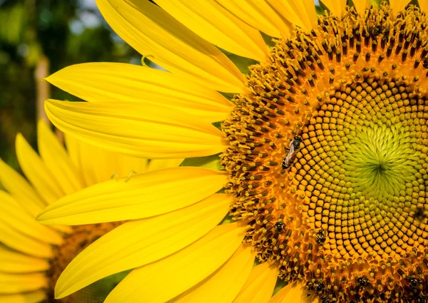 Abelha em flor de sol  . — Fotografia de Stock